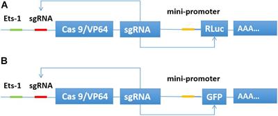 CRISPReader System Sensing the Ets-1 Transcription Factor Can Effectively Identify Cancer Cells